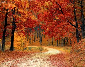 road, forest, fall-1072821.jpg