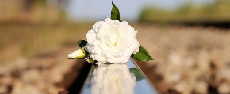 stop children suicide, tiny fragile white rose, railway-5001473.jpg