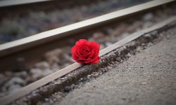stop youth suicide, red rose near rail, remembering all victims-3663311.jpg
